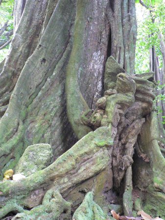 86- Sculpture naturelle 